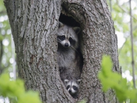 Raccoons in Trees